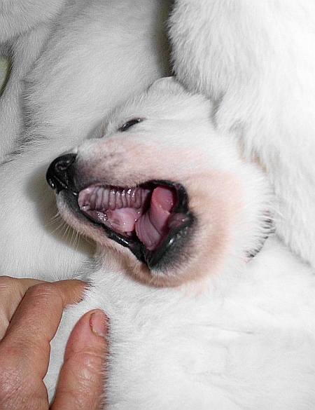 Weisser Schferhundwelpe von den Grenzgngern